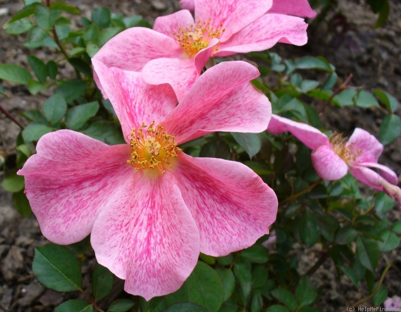 'The Imposter (Shrub, Meilland, 2006)' rose photo