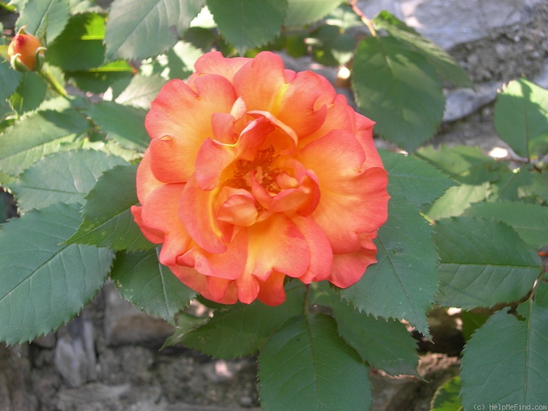 'Lea Massari ®' rose photo