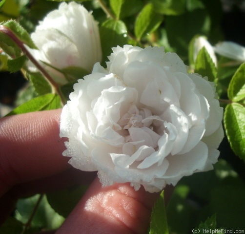 'White Grootendorst' rose photo