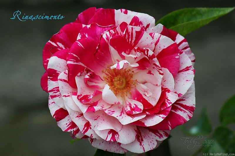 'Rinascimento ® (shrub, Barni, 1989)' rose photo