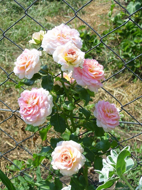 'Concerto (shrub, Meilland, 1995)' rose photo