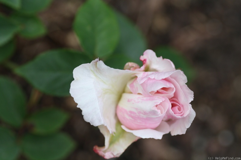 'Madame Cornélissen' rose photo