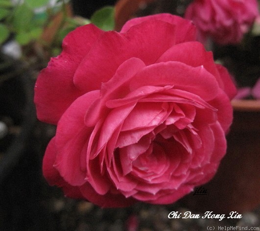 'Chi Dan Hong Xin' rose photo