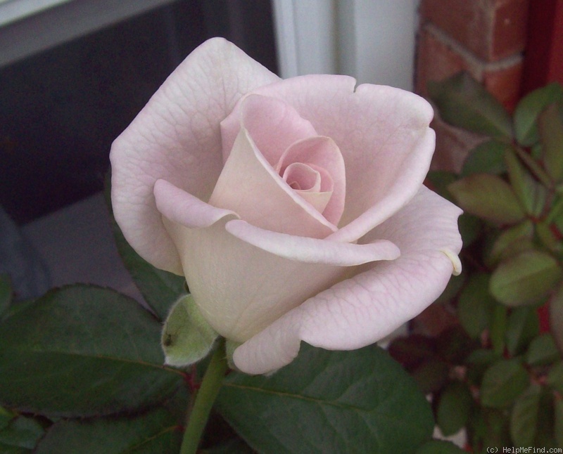 'World War II Memorial Rose ™' rose photo