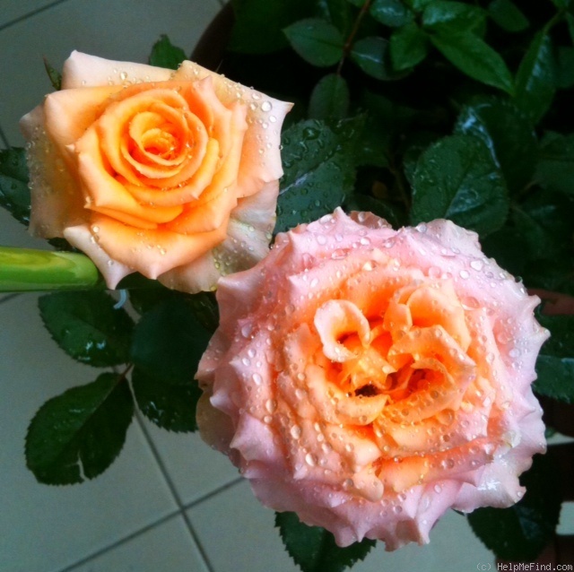 'Colandro' rose photo