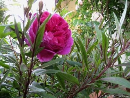 'Young Lycidas' rose photo