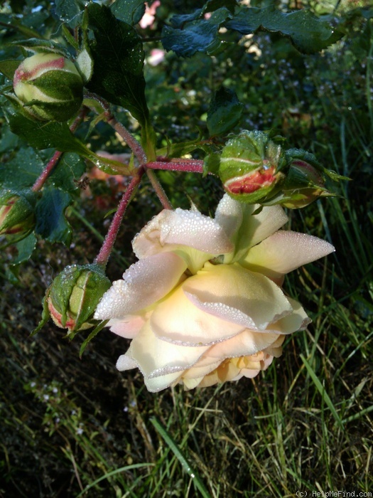 'Concerto 94' rose photo