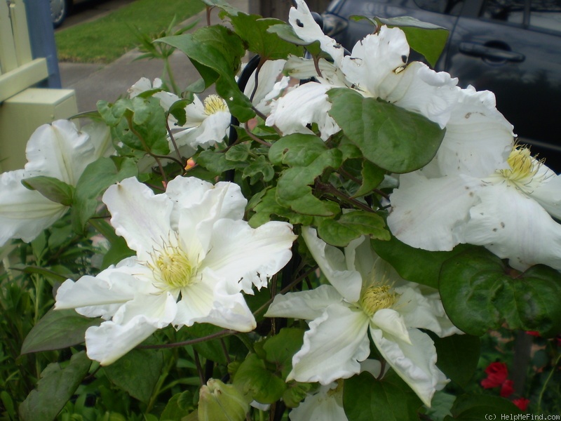 'Veronica's Choice' clematis photo