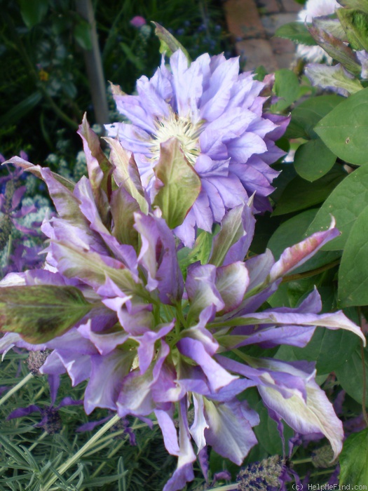 'C. 'Beauty of Worcester'' clematis photo