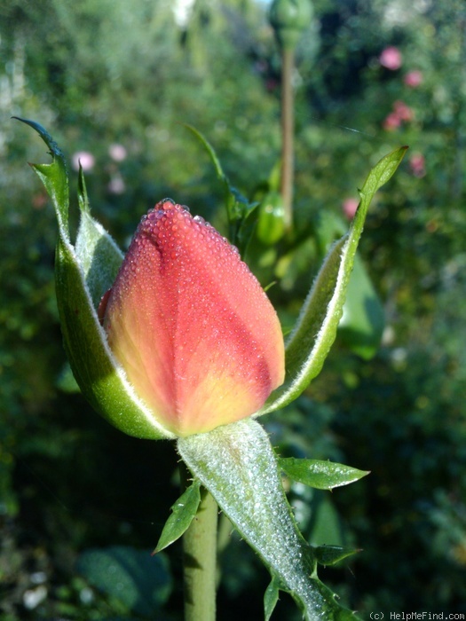 'Acropolis ®' rose, click to enlarge 'Acropolis ®' rose photo