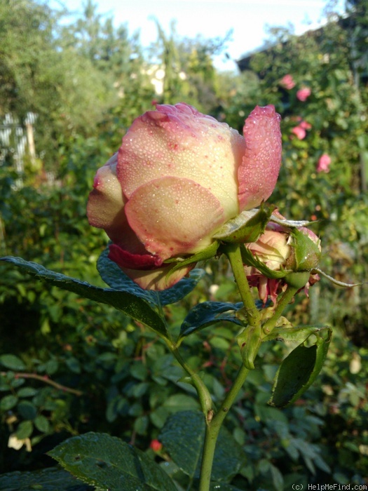 'Acropolis ®' rose, click to enlarge 'Acropolis ®' rose photo