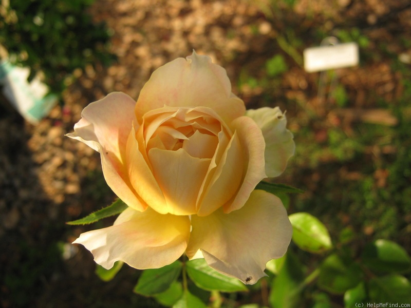 'Caramel Antike Freelander ®' rose photo