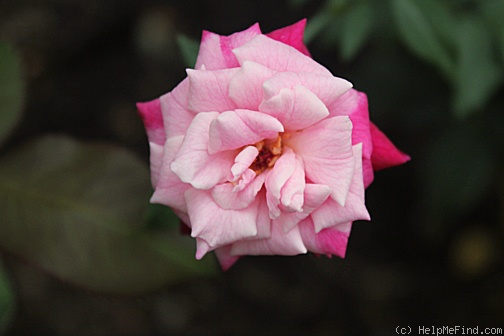 'Archduke Charles (china, Dubourg/Laffay, 1825)' rose photo