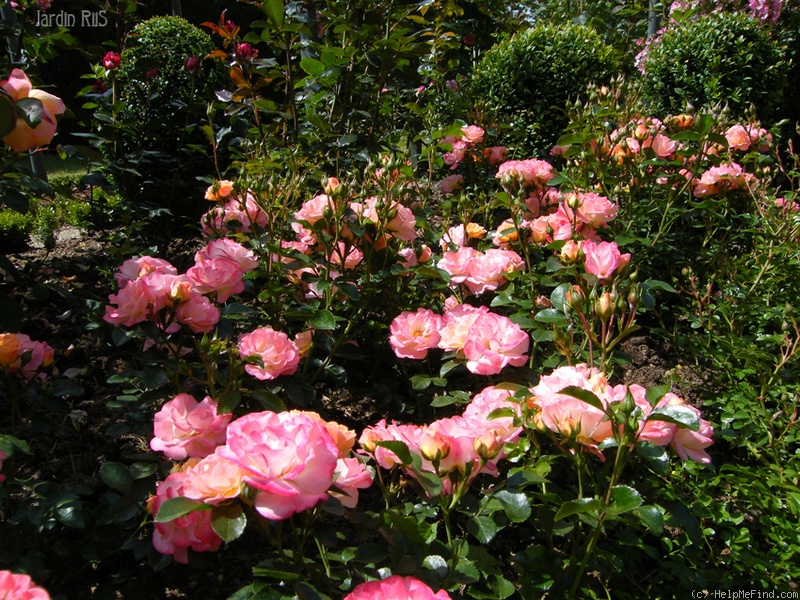 'Peach Compact Meidiland ®' rose photo