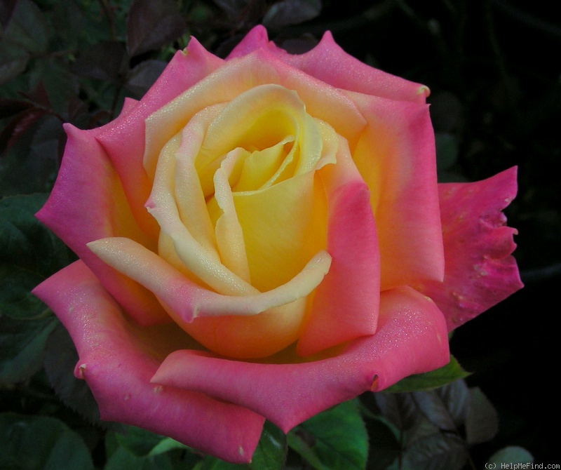 'Hondo (hybrid tea, Perry, 1998)' rose photo