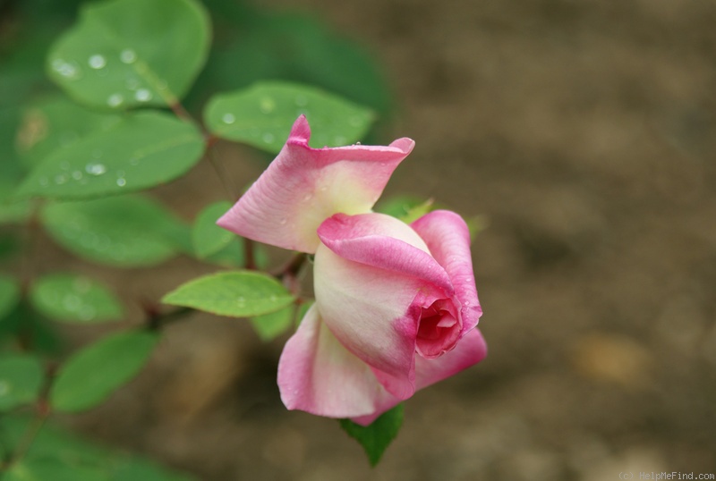 'Grace Darling' rose photo