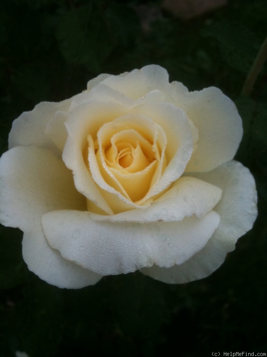 'White Licorice™ (Floribunda, Bedard, 2009)' rose photo
