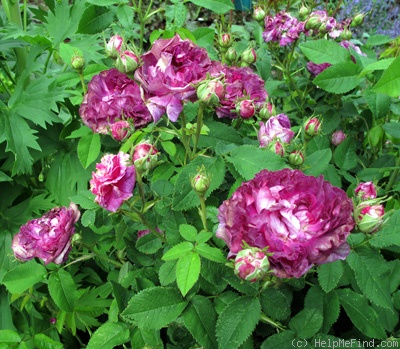 'Belle de Crécy (Gallica, Roeser, 1829)' rose photo
