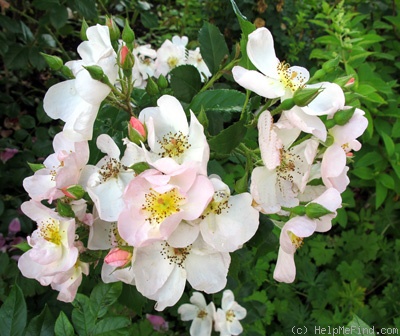 'Smarty ® (shrub, Ilsink 1977)' rose photo