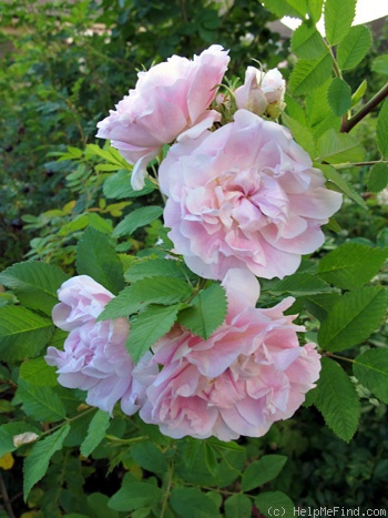 'Martin Frobisher' rose photo