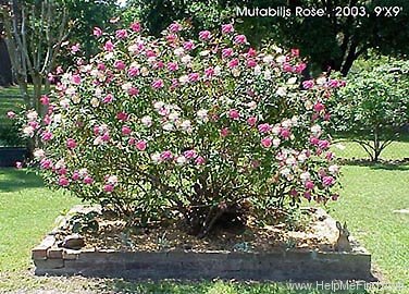 'Mutabilis (china, Unknown, before 1894)' rose photo