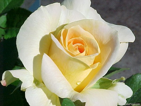 'Honey Bouquet' rose photo