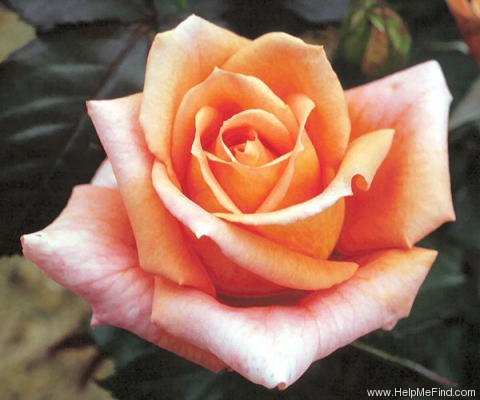 'Anabell ® (floribunda, Kordes, 1970)' rose photo