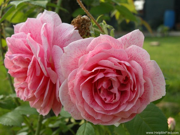 'Kir Royal' rose photo