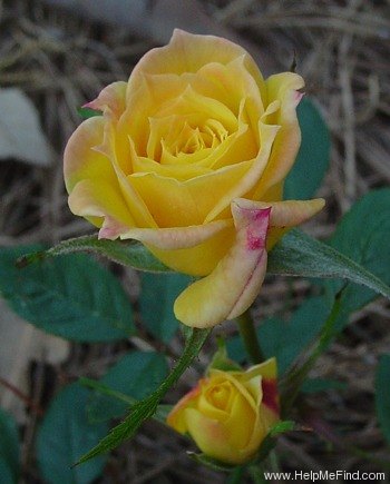 'Golden Halo' rose photo