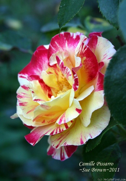 'Camille Pissarro ™' rose photo