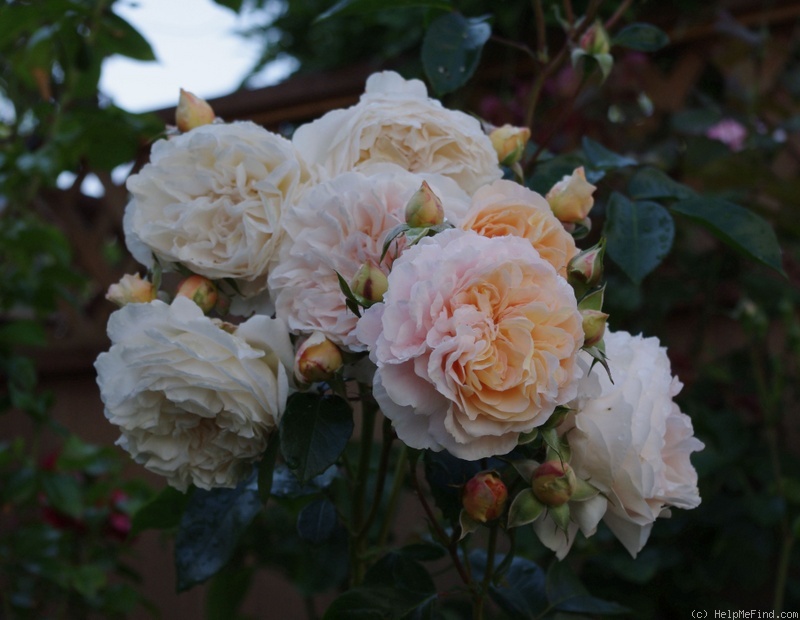 'Floral Fairy Tale' rose photo