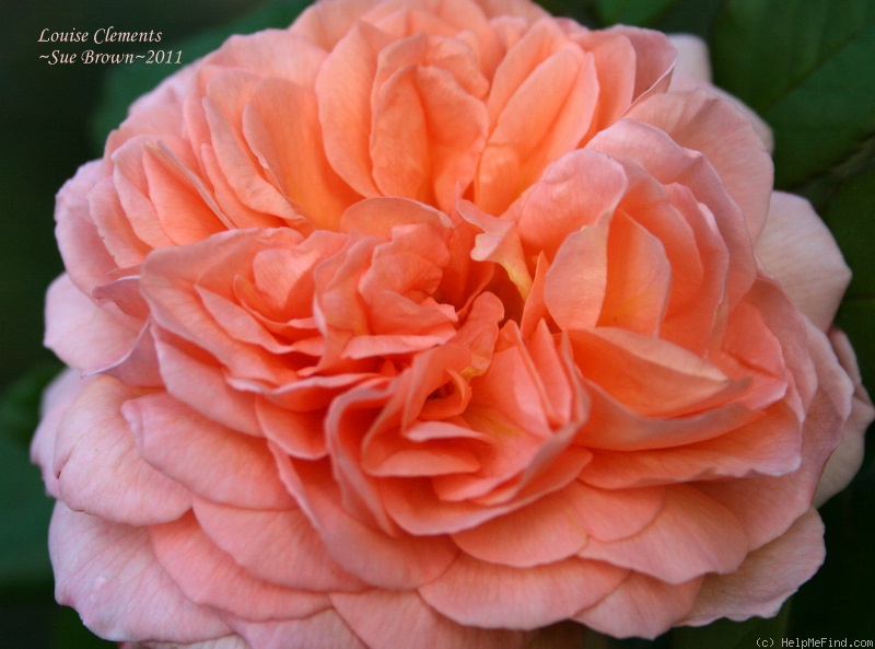 'Louise Clements (shrub, Clements, 1996)' rose photo
