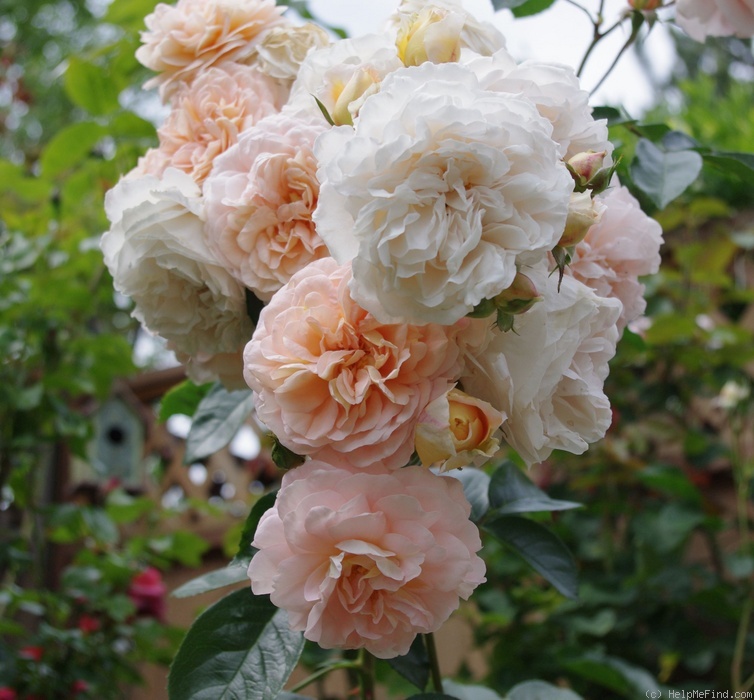 'Floral Fairy Tale' rose photo