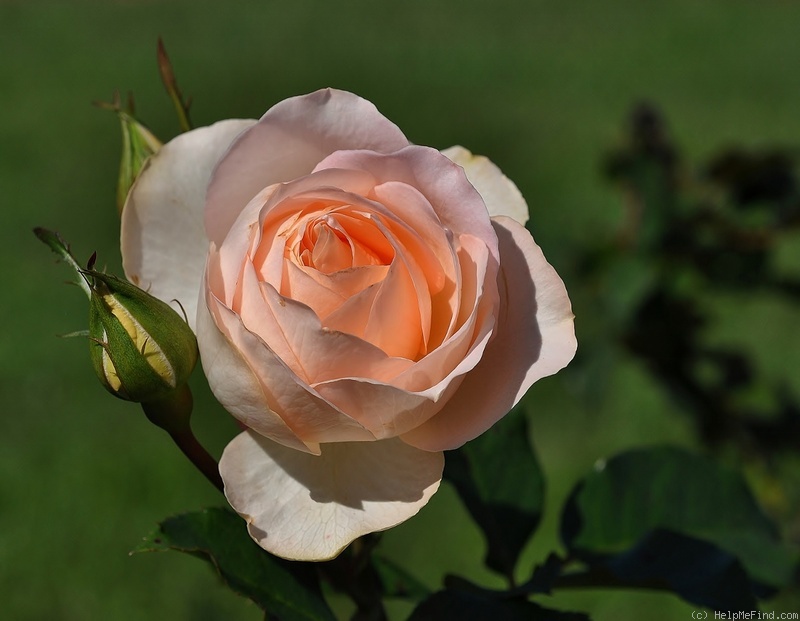 'Sans Souci ® (floribunda, Barni, 1995)' rose photo