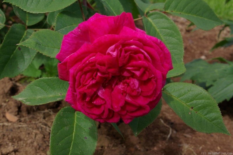 'Souvenir de Leveson-Gower' rose photo
