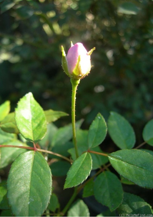 'OLGXLAM' rose photo