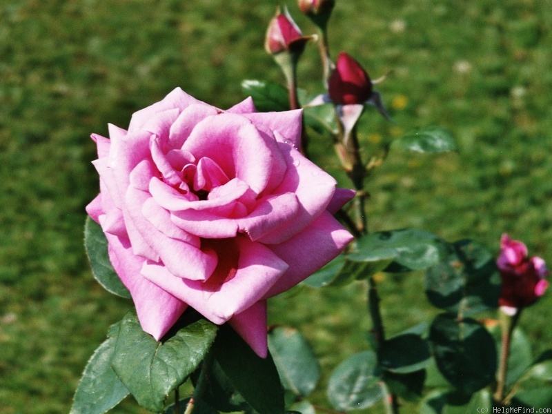 'Eminence ®' rose photo