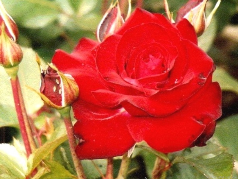 'Lübecker Rotspon' rose photo