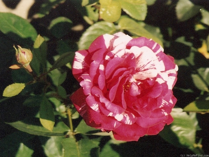 'Papageno ®' rose photo