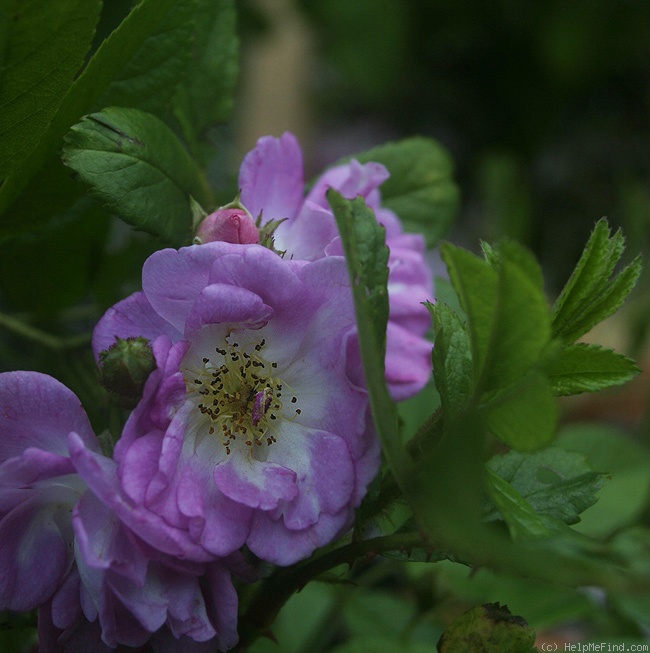 'Donaunymphe' rose photo
