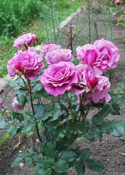 'Shocking Blue ® (Floribunda, Kordes, 1974)' rose, click to enlarge 'Shocking Blue ® (Floribunda, Kordes, 1974)' rose photo