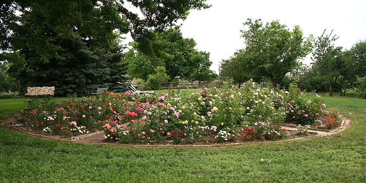 'Cheryl Netter's Rose Garden'  photo