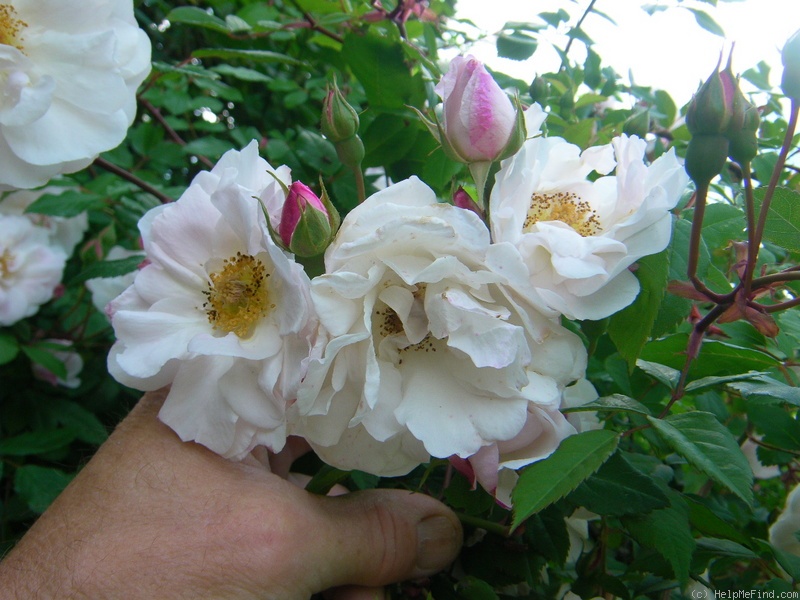 'Venusta Pendula' rose photo