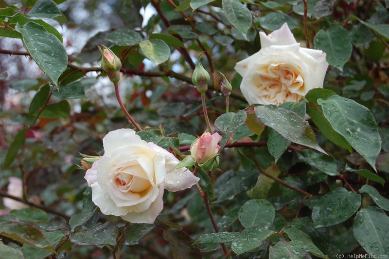 'W. R. Smith' rose photo