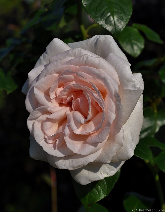 'Schloss Ippenburg' rose photo