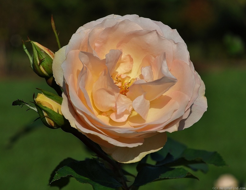 'Sans Souci ® (floribunda, Barni, 1995)' rose photo