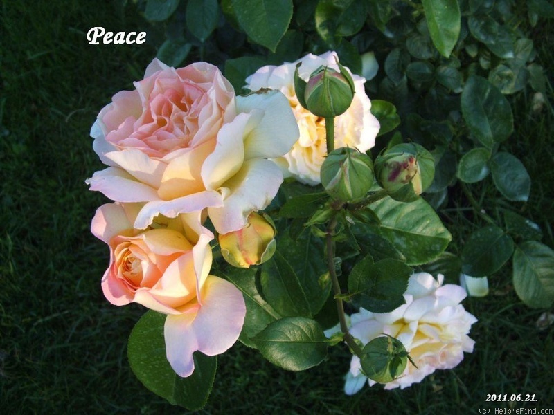 'Peace (hybrid tea, Meilland 1935)' rose photo
