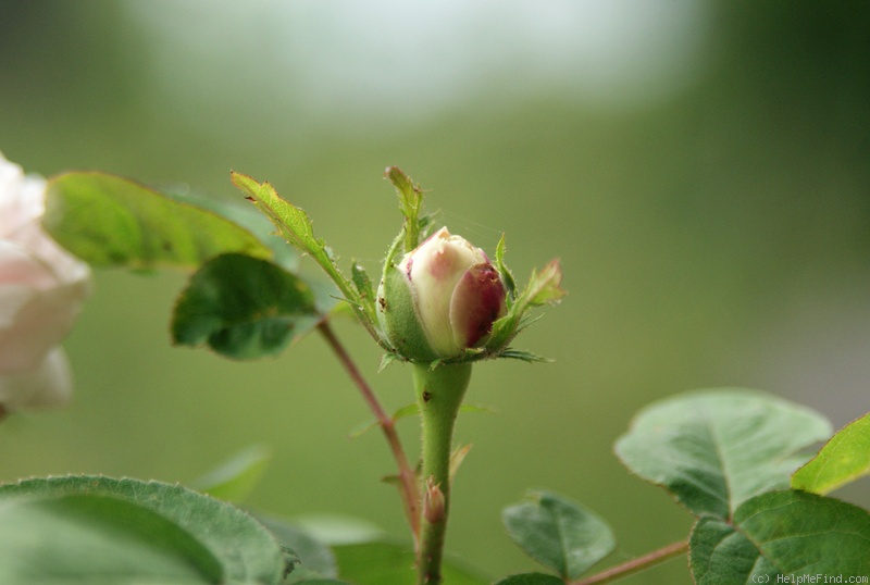 'Celina Dubos' rose photo