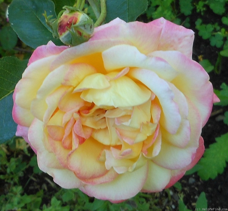 'Sweet Harmony' rose photo