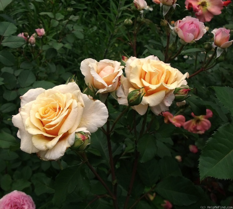 'Caramella ™ (shrub, Kordes before 2000)' rose photo